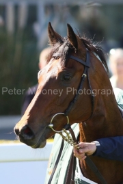 Henri Matisse 300325PML