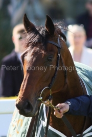 Henri Matisse 300325PML