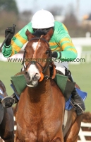 kitten-rock-170115pml0507