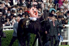 Black-Caviar-PML-00189726