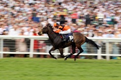 Bertoliver PML 00122308.JPG