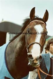 shergar-cnv00003