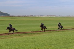 18 October 2017;  The Curragh gallops.      © Peter Mooney, 59 Upper George's Street, Dun Laoghaire, Co. Dublin A96 H2R3, Ireland.  Tel:  00 353 (0)86 2589298