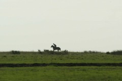 PML0022674.jpg