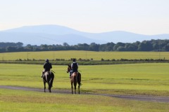19 July 2016;    The Curragh gallops.   © Peter Mooney, 59 Upper George's Street, Dun Laoghaire, Co. Dublin A96 H2R3, Ireland.  Tel:  00 353 (0)86 2589298