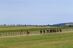 19 July 2016;    The Curragh gallops.   © Peter Mooney, 59 Upper George's Street, Dun Laoghaire, Co. Dublin A96 H2R3, Ireland.  Tel:  00 353 (0)86 2589298