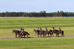 19 July 2016;    The Curragh gallops.   © Peter Mooney, 59 Upper George's Street, Dun Laoghaire, Co. Dublin A96 H2R3, Ireland.  Tel:  00 353 (0)86 2589298