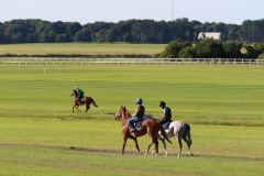 19 July 2016;    The Curragh gallops.   © Peter Mooney, 59 Upper George's Street, Dun Laoghaire, Co. Dublin A96 H2R3, Ireland.  Tel:  00 353 (0)86 2589298