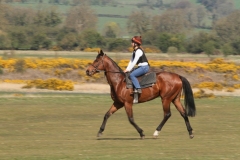21 April 2015;  The Curragh gallops.  © Peter Mooney, 59 Upper George's Street, Dun Laoghaire, Co. Dublin A96 H2R3, Ireland.  Tel:  00 353 (0)86 2589298