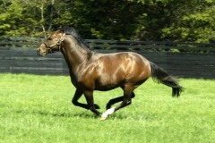 Galileo PML 0037280.jpg