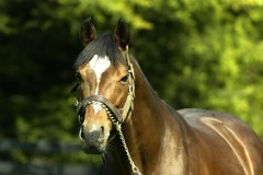 Galileo PML0037296.jpg