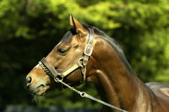 Galileo PML0037301.jpg