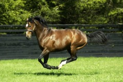 Galileo PML0037319.jpg