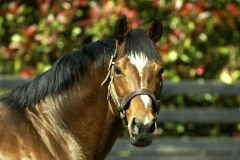 Galileo PML0037332.jpg