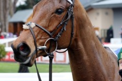 Honeysuckle 060221PML0319.jpg