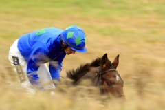 Hurricane Fly PML00110807.jpg