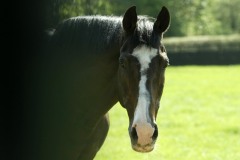 Sadler's Wells PMOO348224