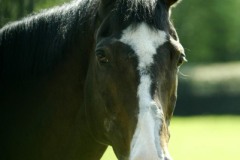 Sadler's Wells PMOO348235