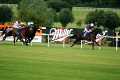 Dianella PML 0069288.JPG