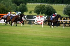 Dianella PML 0069290.JPG