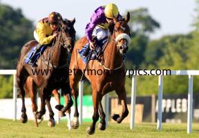 pale-mimosa-pml-00127193