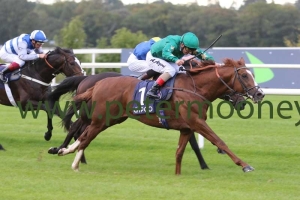 decorated-knight-090917pml0843 decorated-knight-090917pml0843