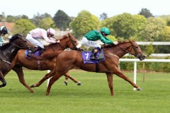 12 May 2019;  BALADIYA, Chris Hayes up, defeating Royal Court, Donnacha O'Brien up, and Super Treat, Oisin Orr up, quartered cap, in The Walsh Associates Architects Maiden at Leopardstown.      © Peter Mooney, 59 Upper George's Street, Dun Laoghaire, Co. Dublin, Ireland.    Tel:  00 353 (0)86 2589298