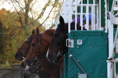 3 November 2019;  The start of The Finale Stakes at Naas.      © Peter Mooney, 59 Upper George's Street, Dun Laoghaire, Co. Dublin, Ireland.    Tel:  00 353 (0)86 2589298