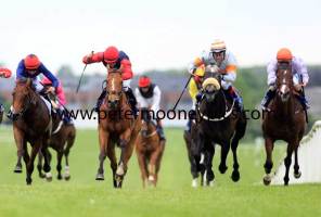 slipper-orchid-pml-00126834