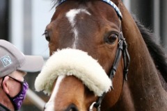 28 March 2021;    Zig Zag Ziggy after having won The Smooth Daddy at Compas Stallions Handicap at Naas.  
© Peter Mooney, 59 Upper George's Street, Dun Laoghaire, Co. Dublin, A96 H2R3, Ireland  Tel: 00 353 (0)86 2589298