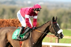 Don Cossack PML 00173191