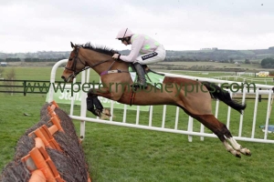 faugheen-151115pml0586 faugheen-151115pml0586