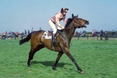 16 April 1974; Captain Christy, Bobby Beasley up, prior to their success in The Power Gold Cup at Fairyhouse.© Peter Mooney, 59 Upper George's Street, Dun Laoghaire, Co. Dublin A96 H2R3, Ireland.  Tel:  00 353 (0)86 2589298