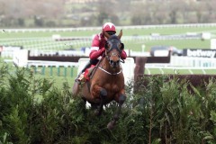 13 March 2019;   TIGER ROLL, Keith Donoghue up, jumps the final obstacle before winning The Glenfarclas Steeple Chase at Cheltenham.      © Peter Mooney, 59 Upper George's Street, Dun Laoghaire, Co. Dublin A96 H2R3, Ireland.  Tel:  00 353 (0)86 2589298