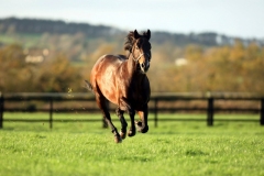 Acclamation PML 00168590