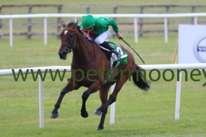 urban-fox-010718pml0348 urban-fox-010718pml0348