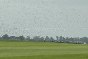 PML000310153.jpg PML000310153.jpg