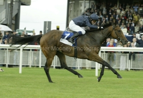 Damson PML0003429.jpg Damson PML0003429.jpg