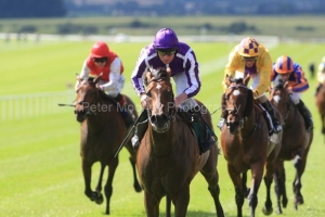 Pedro The Great-PML 00193376 Pedro The Great-PML 00193376