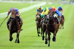 Fire Lily-PML 00193401