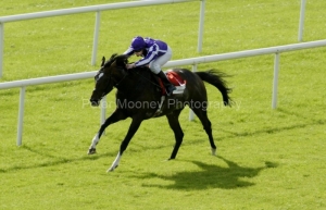 Septimus PML 0076413.JPG Septimus PML 0076413.JPG