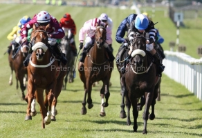 Diva Dolce PML 0099914.JPG Diva Dolce PML 0099914.JPG