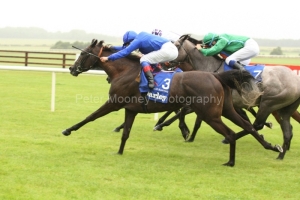 Blue Bunting-PML 00159245 Blue Bunting-PML 00159245