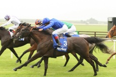 Blue Bunting-PML 00159241