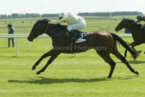 Bachelor Duke PMOO34263.jpg Bachelor Duke PMOO34263.jpg