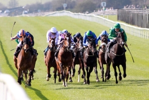 Chrysanthemum-PML-00181853 Chrysanthemum-PML-00181853