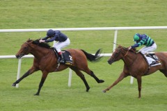 Duke Of Marmalade PML 0069482.JPG