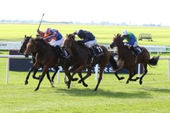 Chrysanthemum PML 00135145