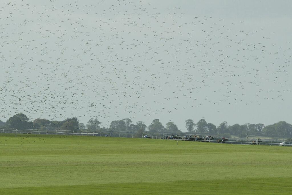 The Curragh