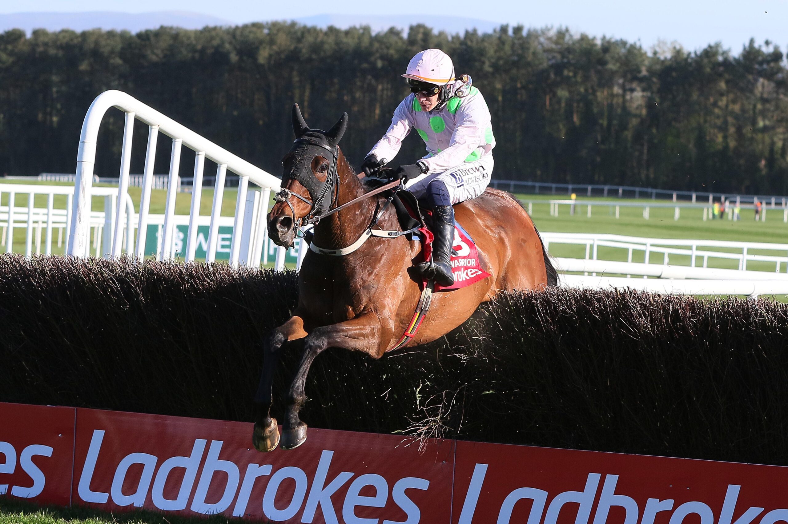 Gaelic Warrior Punchestown.